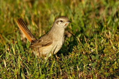 CANASTERO COMÚN (Asthenes baeri) - Rincòn de Franquìa - BELLA UNION - (Noviembre 2020)